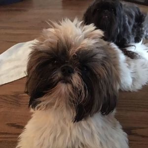 Meet your Posher, Michael